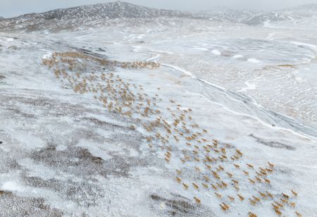 (miniature) Photo prise par un drone d'antilopes tibétaines enceintes migrant vers leur lieu de mise-bas habituel dans la réserve naturelle nationale de Qiangtang
