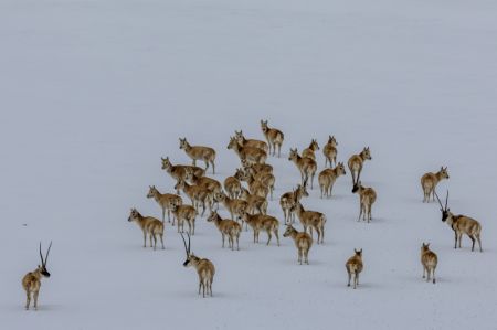 (miniature) Des antilopes tibétaines enceintes dans le champ de neige de la réserve naturelle nationale de Qiangtang