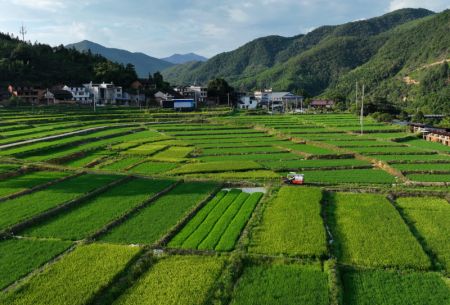 (miniature) Des rizières dans le bourg de Nanshan de la ville de Nanping