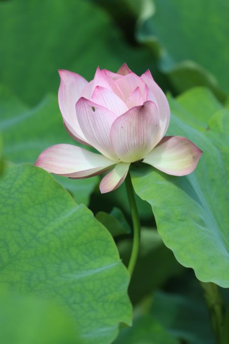 (miniature) Photo de lotus dans le district autonome Dong de Yuping