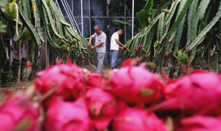 (miniature) Des employés cueillent des pitayas dans le village de Wulipu du district de Xinhe