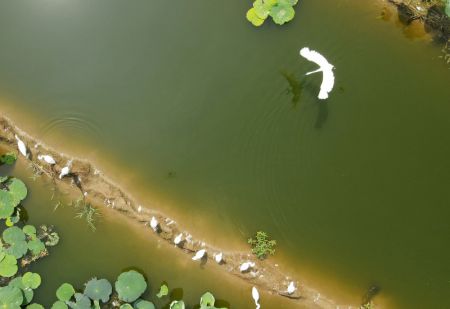 (miniature) Vue aérienne des aigrettes dans le village de Baixuekou du district de Xinhe