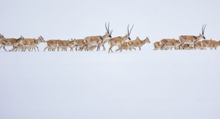 (miniature) Des antilopes tibétaines enceintes migrent vers leur lieu de mise-bas habituel dans la réserve naturelle nationale de Qiangtang