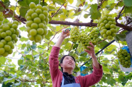 (miniature) Une employée cueille des raisins dans le village de Nanmazhuang du district de Xinhe